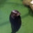 alfonsusjone