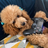 Poodle_Gamer