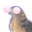 yepcockers58