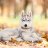 Husky990
